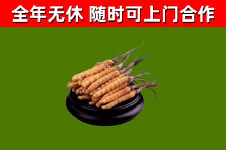 三亚回收冬虫夏草